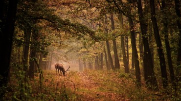 Dans ce contexte de gestion active de la faune, trois partenariats structurants ont été officialisés en novembre 2025.     Crédit : Laszlo/AdobeStock