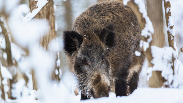 Une battue dans la neige. Crédit : Linux87/Envato