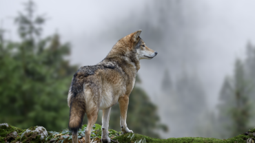 Crédit : byrdyak/AdobeStock