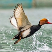 La nette rousse fait partie des espèces soumises à de nouvelles règles de gestion.   Crédit : Kunal/AdobeStock