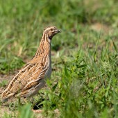 Retournez vos carnets de prélèvements à la Fédération. Crédit : Victor Tyakht/AdobeStock