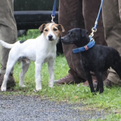 Les maîtres d’équipage ont pu faire travailler leurs chiens de race. Crédit : Equipage vallée de la Saulx