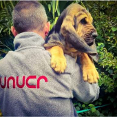 Venez-vous informer sur la recherche du grand gibier blessé et aidez-nous à la développer. Crédit : UNUCR