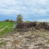 Le rôle bénéfique de la haie n’est plus à démontrer. Crédit : FDC 57
