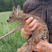 Premiers sauvetages de faons par les techniciens de la Meuse. ©FDC55