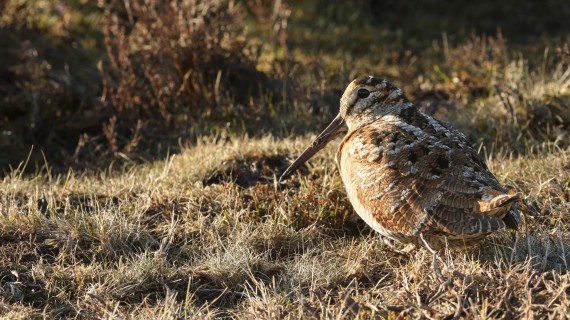 Signalez l’ensemble de vos prélèvements de chasse.   Crédit : Sandra Standbridge/AdobeStock