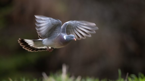 Crédit : Erik Mandre/AdobeStock