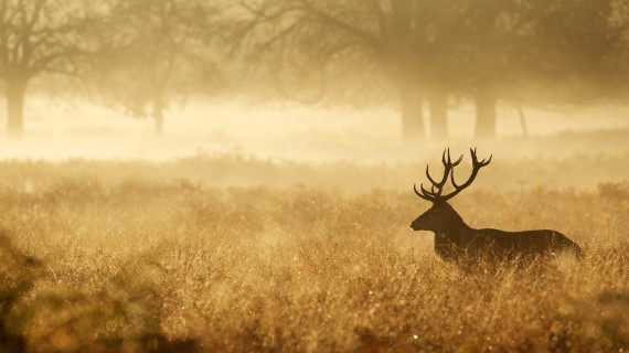 Les trophées sont à déposer les 13 et 14 avril 2026. Crédit :  bridgephotography/AdobeStock
