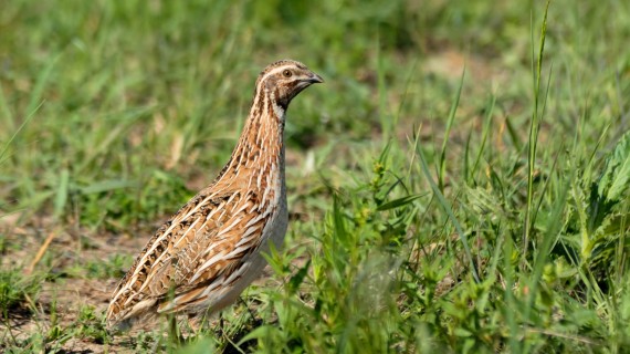 Retournez vos carnets de prélèvements à la Fédération. Crédit : Victor Tyakht/AdobeStock