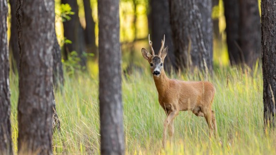 Crédit : WildMediaSK/Envato
