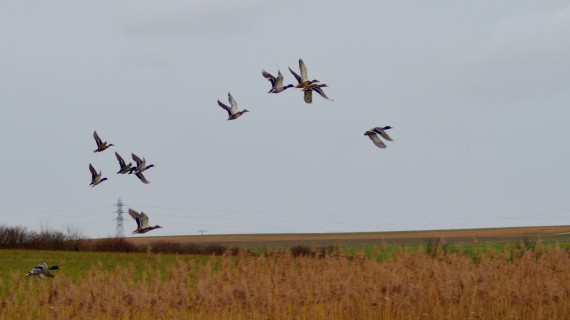 Les carnets doivent être entièrement remplis pour toutes les espèces. Crédit : Téma