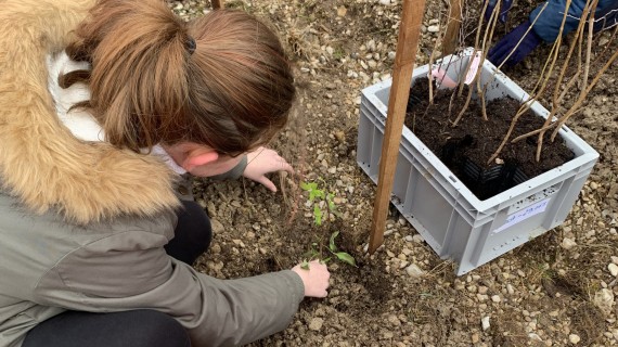À Contrisson, la plantation a été faite par les élèves de la commune. Crédit : FDC 55