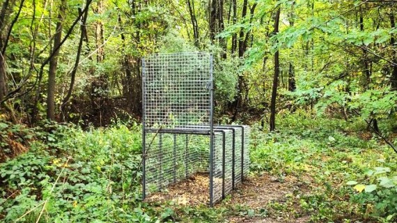 Deux sessions de formation sur le piégeage du sangliers auront lieu en novembre. Crédit : FDC 57