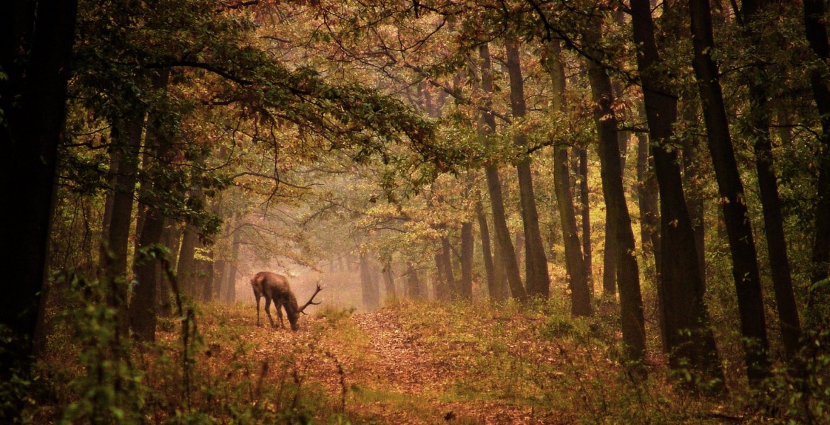 Dans ce contexte de gestion active de la faune, trois partenariats structurants ont été officialisés en novembre 2025.     Crédit : Laszlo/AdobeStock