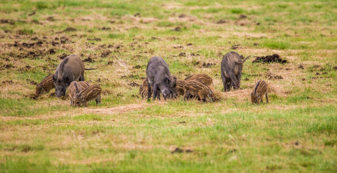 Crédit : Rainer Fuhrmann/AdobeStock