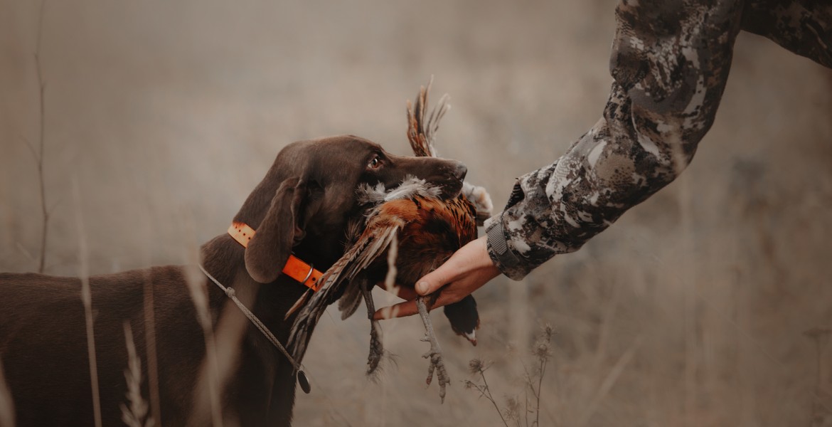 Crédit : ksuksa/AdobeStock