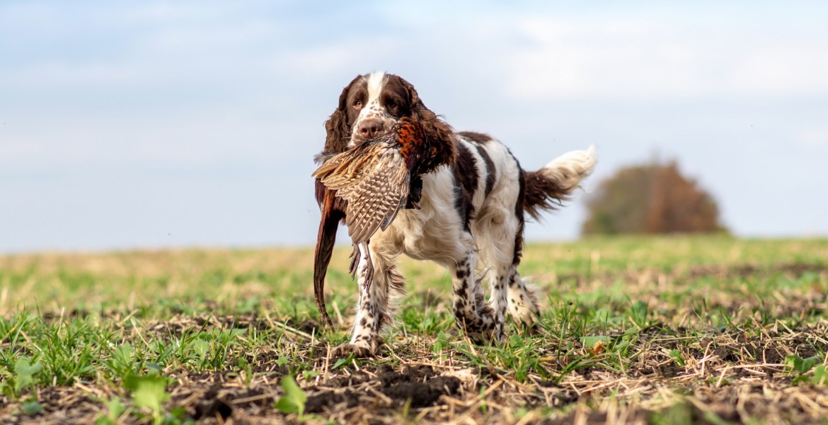 Les Journées Saint Hubert laisse leur place au Challenge National Chasseurs de France (CNCF). Crédit : zoyas2222/AdobeStock