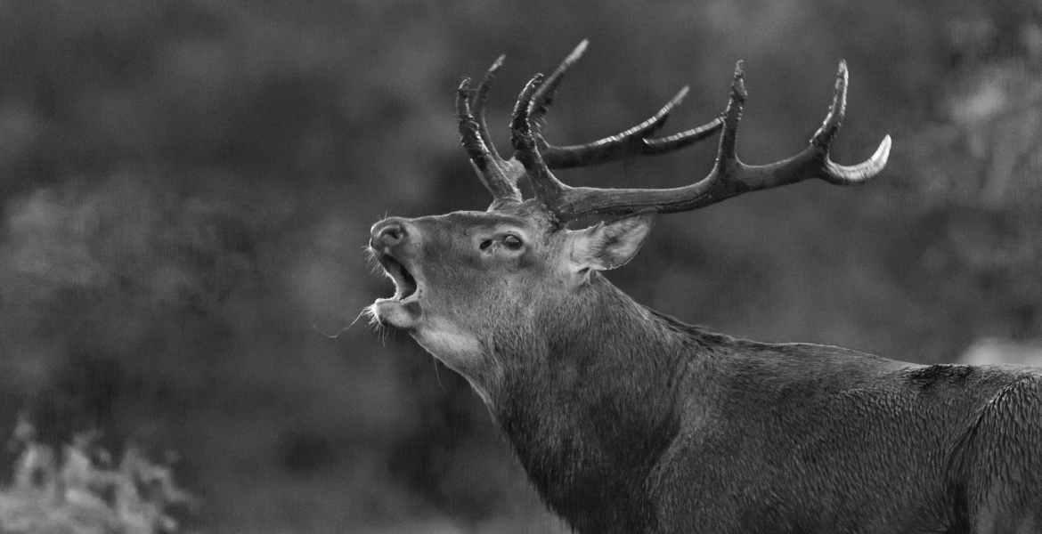Une présence emblématique des massifs mosellans est menacée par la baisse des effectifs. Crédit : D.Gest