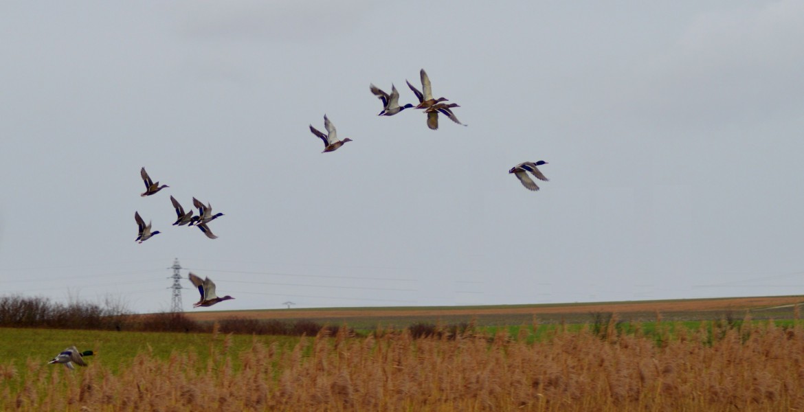 Les carnets doivent être entièrement remplis pour toutes les espèces. Crédit : Téma