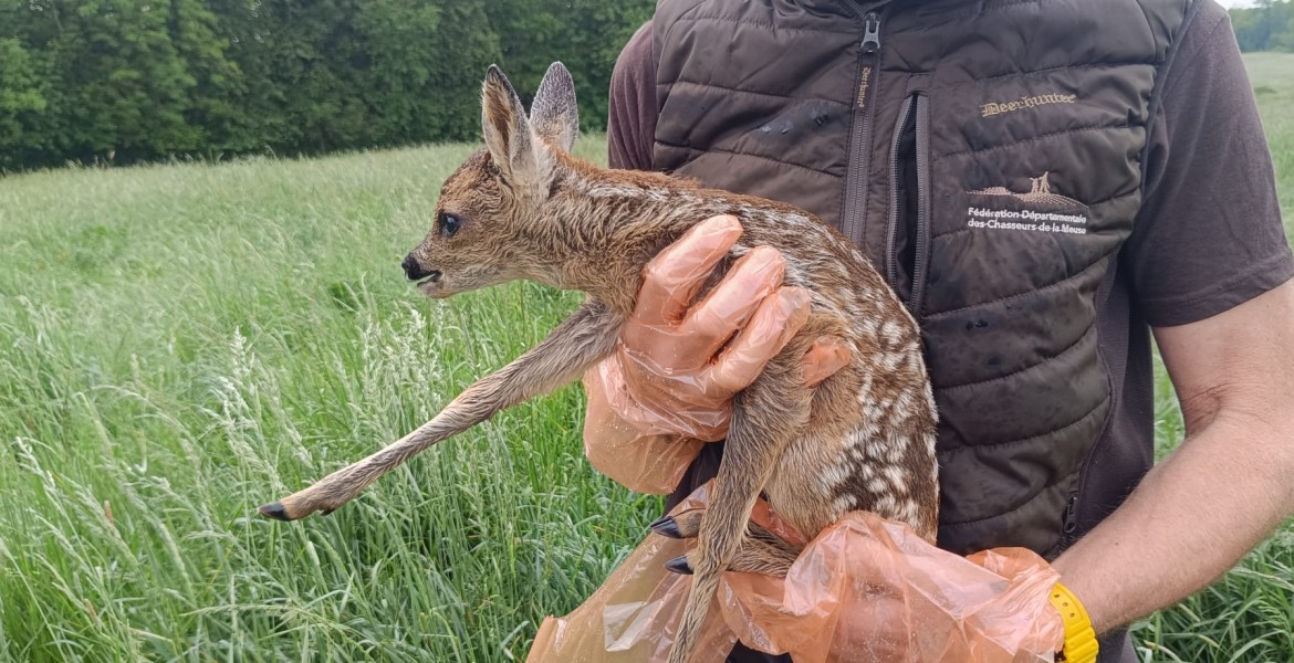Premiers sauvetages de faons par les techniciens de la Meuse. ©FDC55