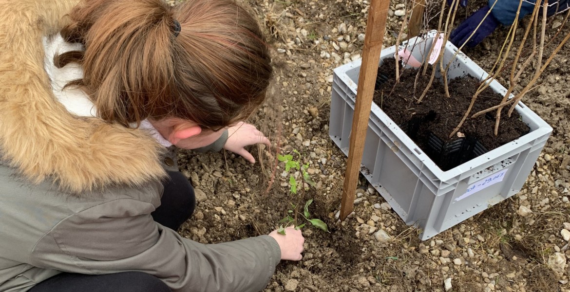 À Contrisson, la plantation a été faite par les élèves de la commune. Crédit : FDC 55