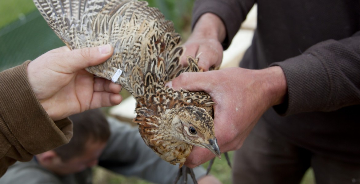 Le projet écocontribution AVIMARK s’appuie sur un partenariat entre la FNC et le CRBPO. Crédit : D.Gest