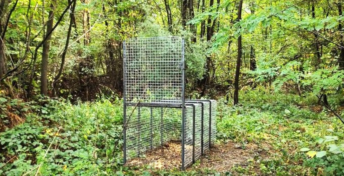 Deux sessions de formation sur le piégeage du sangliers auront lieu en novembre. Crédit : FDC 57